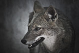 人狼ゲーム 狼の画像