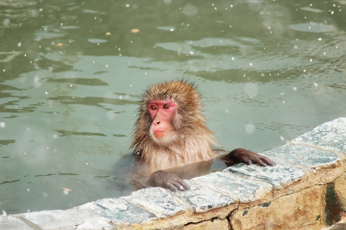 長野県には 温泉に入る猿がいる 調整さん