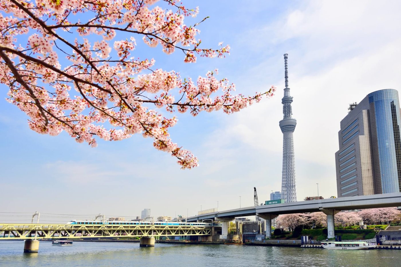 東京のお花見!おすすめTOP3 東京のお花見!おすすめTOP3