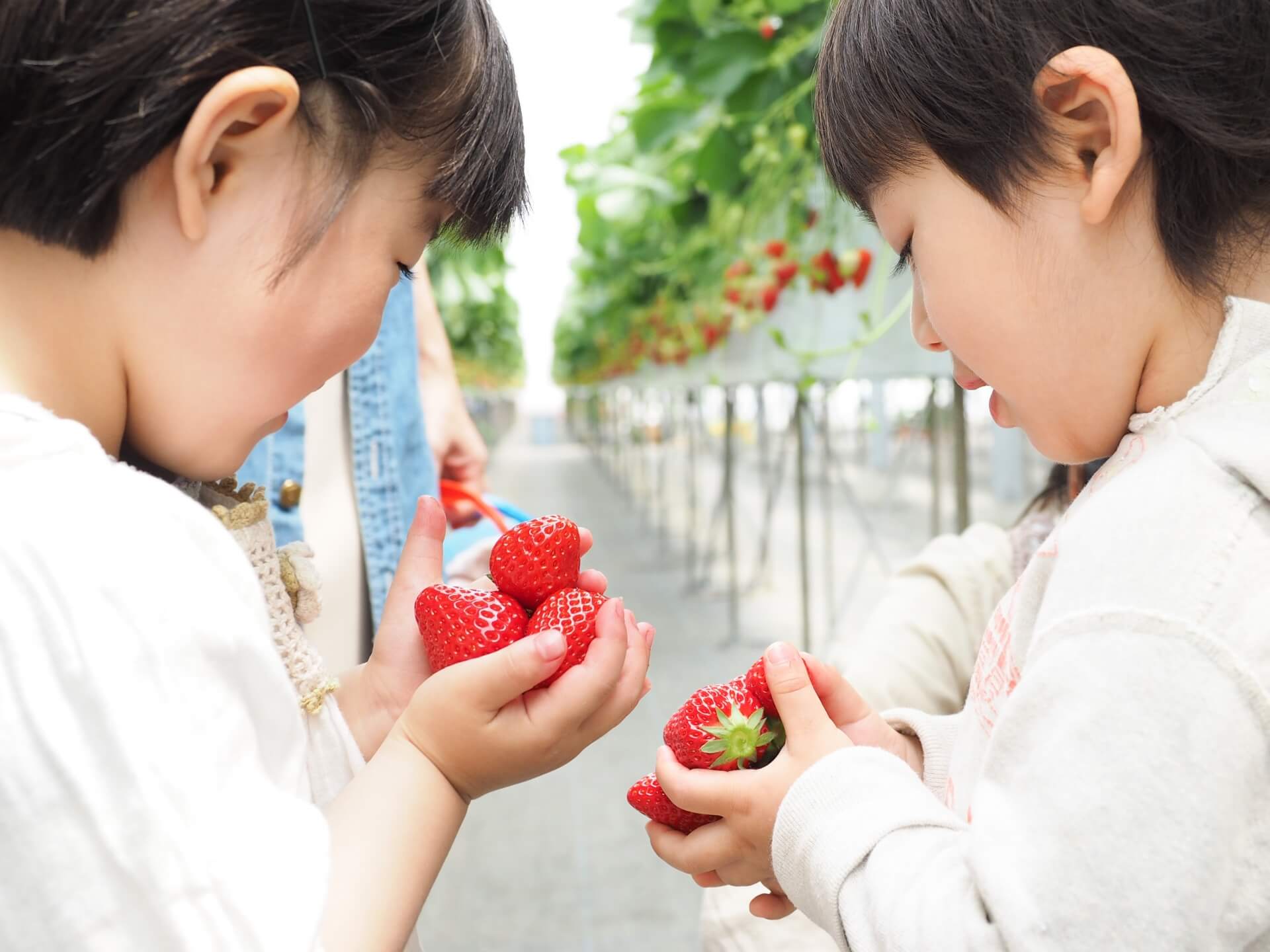 栃木県で人気のイチゴ狩りスポットを紹介 調整さん