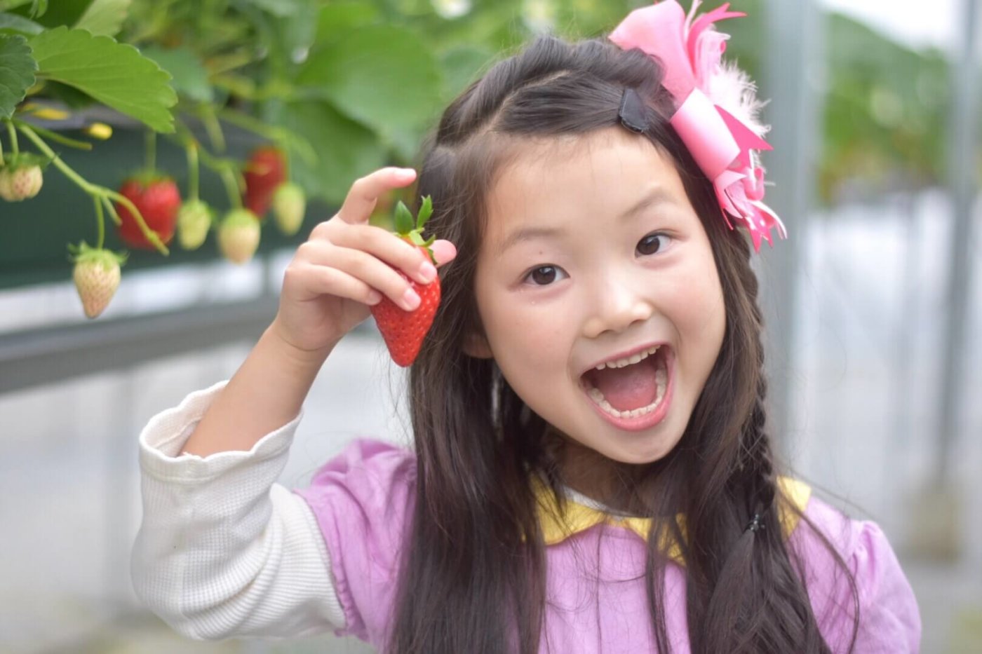 宮城県でおすすめのいちご狩りスポット! 宮城県でおすすめのいちご狩りスポット!