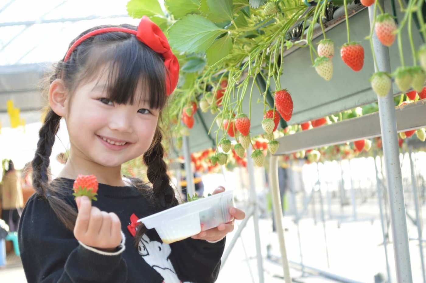 イチゴ狩りの時期と美味しい楽しみ方 調整さん