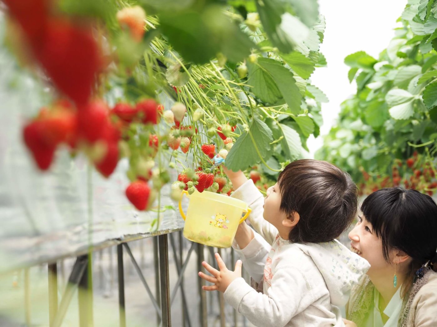 山梨で人気のいちご狩りスポット 調整さん