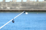 アオリイカを釣りたい！関西でオススメのエギングスポット5選