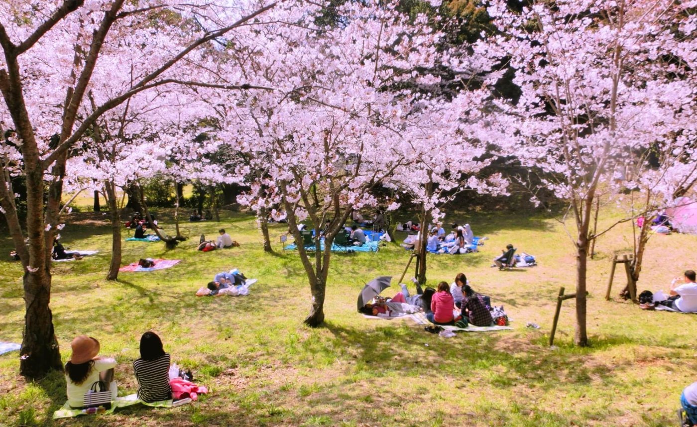 花見の シーズン はいつまで 調整さん